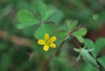 ウスアカカタバミ	薄赤片喰	Oxalis corniculata form. Atropurpurea	5～9月